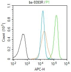 4 - CAF1p55/VPRBP Rabbit pAb AP59242