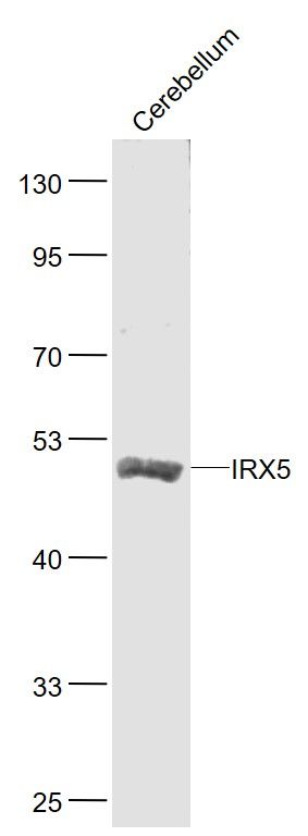 1 - IRX5 Rabbit pAb AP59262