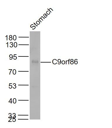 1 - C9orf86 Polyclonal Antibody AP59288