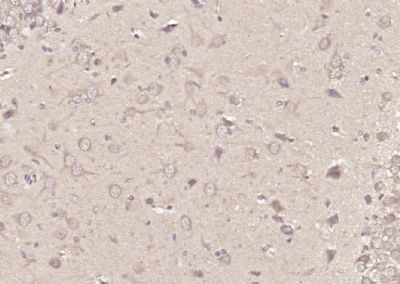 14 - C9orf86 Polyclonal Antibody AP59288