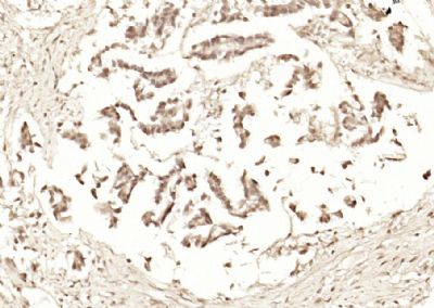 14 - C9orf86 Polyclonal Antibody AP59288