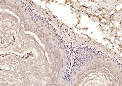 14 - C9orf86 Polyclonal Antibody AP59288