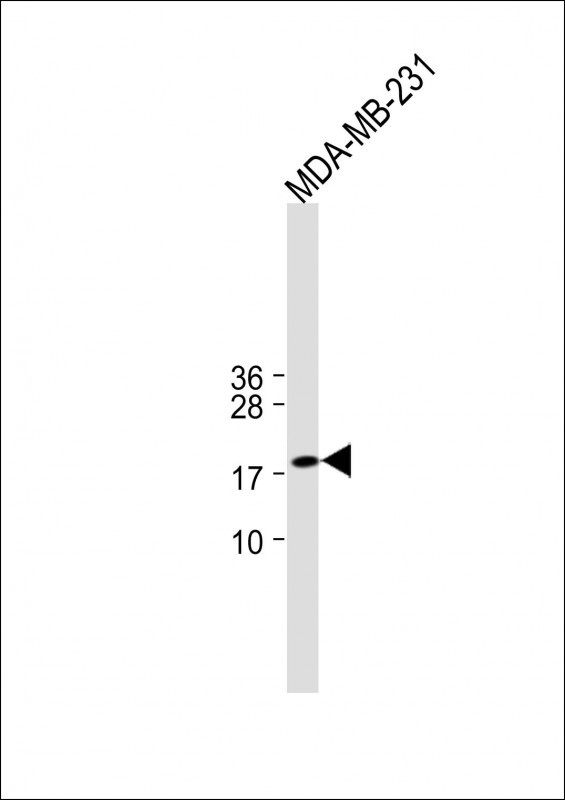 1 - ANKRD37 Antibody(C-term) AP19439b