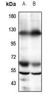 1 - Anti-GPR19 Antibody AP59567