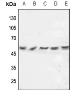 1 - Anti-FGL2 Antibody AP59804