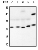 1 - Anti-RAB26 Antibody AP59825
