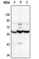 1 - Anti-CHRNA10 Antibody AP59856