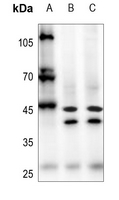 1 - Anti-AARSD1 Antibody AP59877
