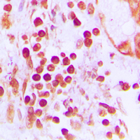 2 - Anti-CstF-50 Antibody AP59995