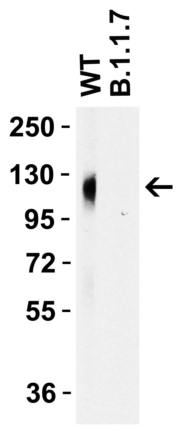 1 - SARS-CoV-2 (COVID-19) Spike 681P Antibody [8G10A1] ASC12191