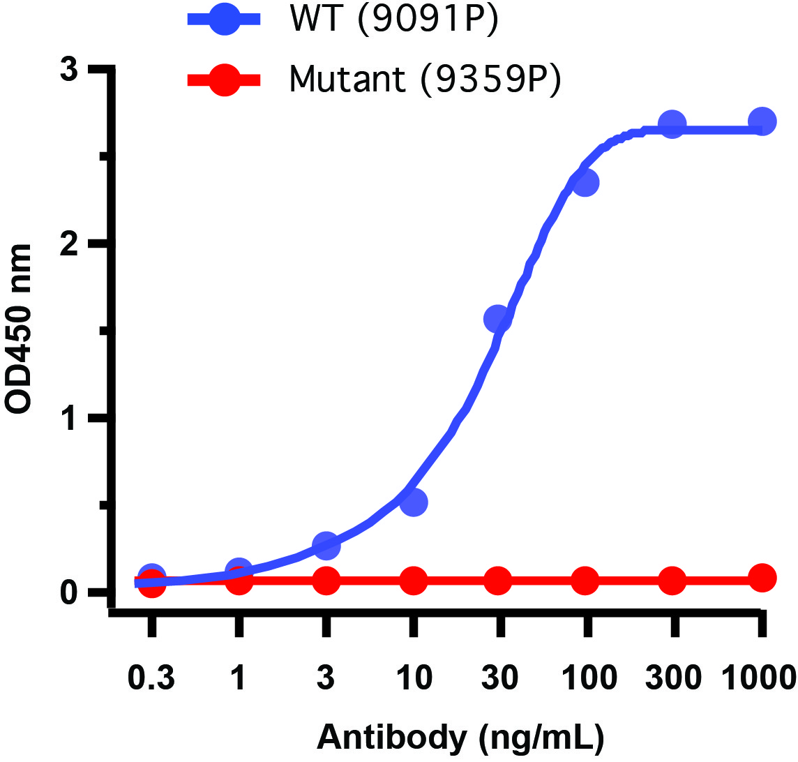 10 - SARS-CoV-2 (COVID-19) Spike 681P Antibody [8G10B1] ASC12192