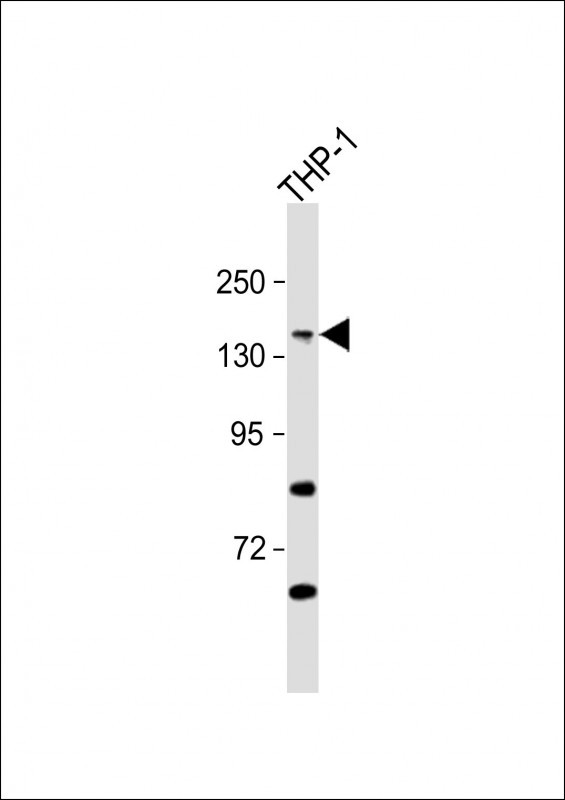1 - ITGAX Antibody (C-term) AP6986B
