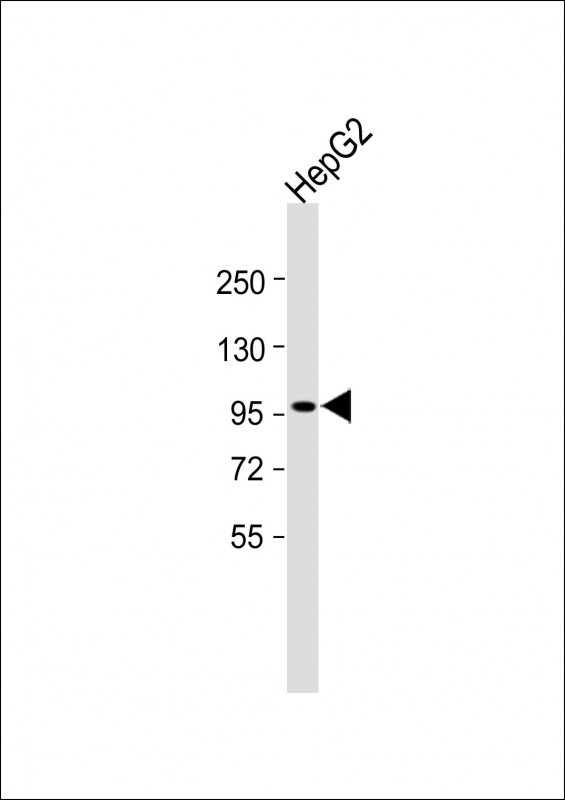 1 - INTS6 Antibody (N-Term) AP21956a