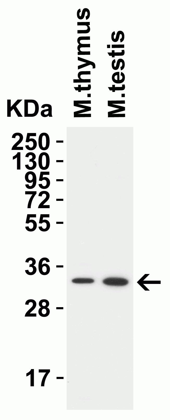 1 - TMEM41B (NT) Antibody ASC12205