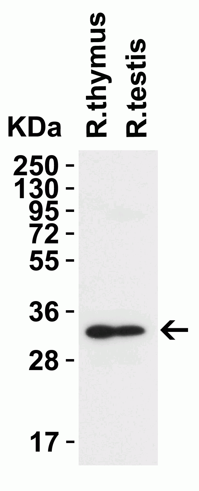 1 - TMEM41B (NT) Antibody ASC12205