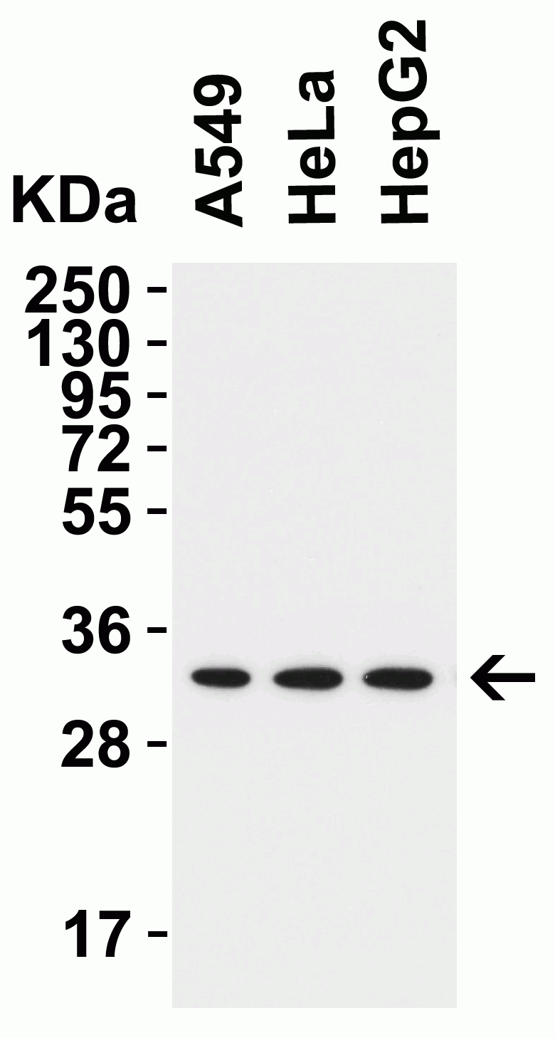 1 - TMEM41B (NT) Antibody ASC12205