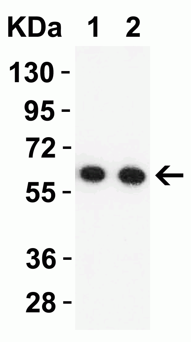 1 - SARS-CoV-2 (COVID-19) NSP16 Antibody ASC12216