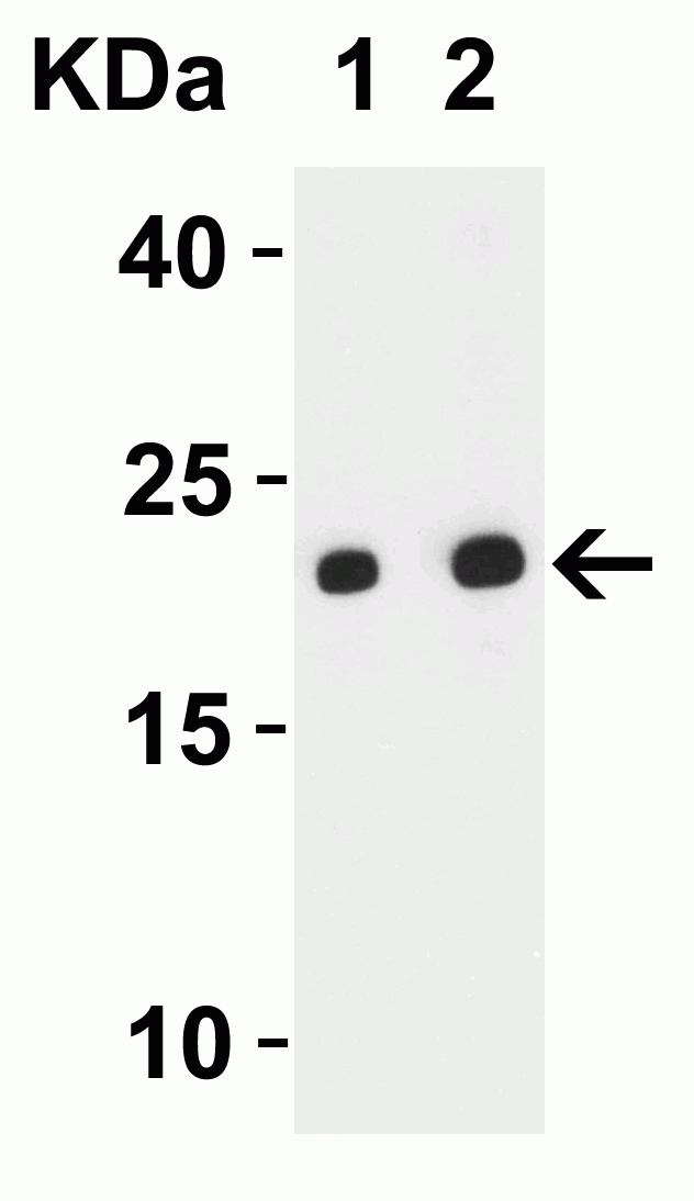 1 - SARS-CoV-2 (COVID-19) ORF3b Antibody ASC12220