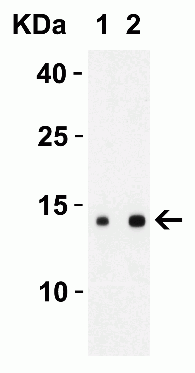 1 - SARS-CoV-2 (COVID-19) ORF8 Antibody ASC12223