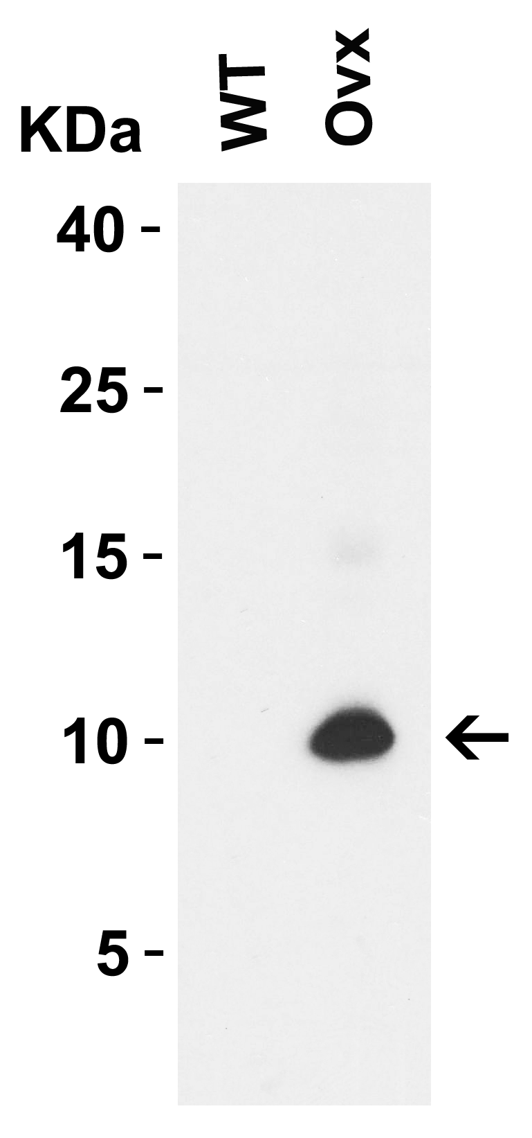 1 - SARS-CoV-2 (COVID-19) ORF9c Antibody ASC12225