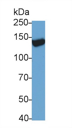 1 - Monoclonal Antibody to Transient Receptor Potential Cation Channel Subfamily M, Member 4 (TRPM4) AP74692