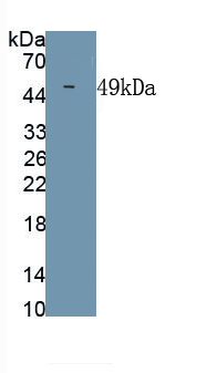 1 - Monoclonal Antibody to Chikungunya Virus (CHIKV) AP74793