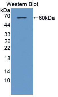 1 - Polyclonal Antibody to Amphiregulin (AREG) AP74513