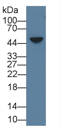 1 - Polyclonal Antibody to Amphiregulin (AREG) AP74514