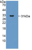 1 - Polyclonal Antibody to Angiopoietin 2 (ANGPT2) AP74516