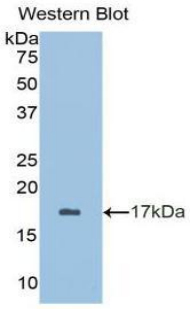 1 - Polyclonal Antibody to Brain Derived Neurotrophic Factor (BDNF) AP74518