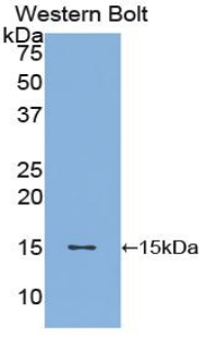 1 - Polyclonal Antibody to Brain Derived Neurotrophic Factor (BDNF) AP74519