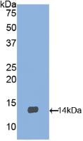 1 - Polyclonal Antibody to Brain Derived Neurotrophic Factor (BDNF) AP74520
