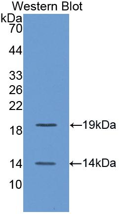 1 - Polyclonal Antibody to Bone Morphogenetic Protein 4 (BMP4) AP74523
