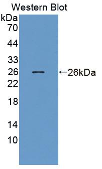 1 - Polyclonal Antibody to Ciliary Neurotrophic Factor (CNTF) AP74524