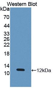 1 - Polyclonal Antibody to Eosinophil Chemotactic Factor (ECF) AP74525