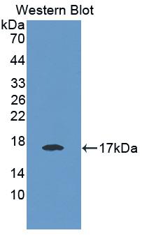 1 - Polyclonal Antibody to E-selectin AP74527