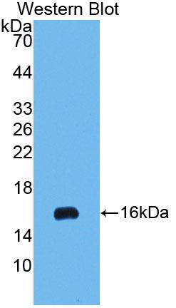 1 - Polyclonal Antibody to Interferon Alpha (IFNa) AP74529