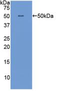 1 - Polyclonal Antibody to Interferon Alpha (IFNa) AP74530