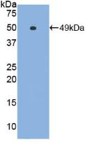 1 - Polyclonal Antibody to Interferon Alpha (IFNa) AP74531