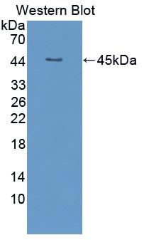 1 - Polyclonal Antibody to Fibroblast Growth Factor 4 (FGF4) AP74532