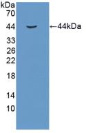 1 - Polyclonal Antibody to Insulin Like Growth Factor 1 (IGF1) AP74503
