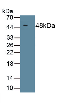 1 - Polyclonal Antibody to Interleukin 10 (IL10) AP74534