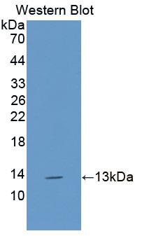1 - Polyclonal Antibody to Interleukin 13 (IL13) AP74539