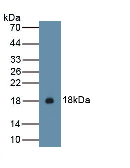 1 - Polyclonal Antibody to Interleukin 15 (IL15) AP74540