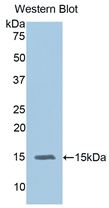 1 - Polyclonal Antibody to Interleukin 15 (IL15) AP74645