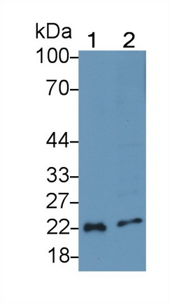 1 - Polyclonal Antibody to Interleukin 18 (IL18) AP74544