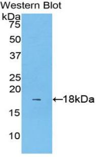 1 - Polyclonal Antibody to Interleukin 1 Alpha (IL1a) AP74546