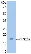 1 - Polyclonal Antibody to Interleukin 1 Alpha (IL1a) AP74646