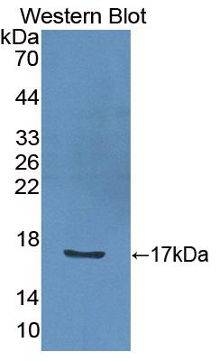 1 - Polyclonal Antibody to Interleukin 2 (IL2) AP74547
