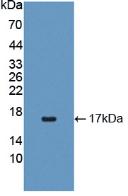 1 - Polyclonal Antibody to Interleukin 4 (IL4) AP74550